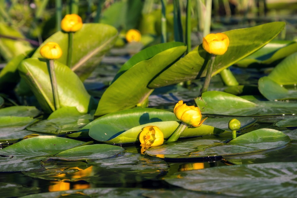 9 Кубышка малая Nuphar pumila