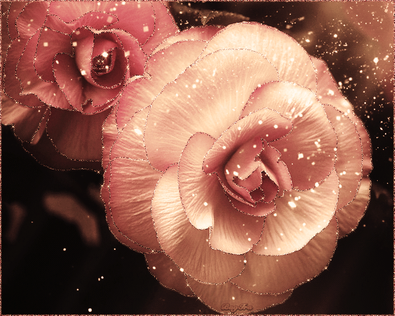 Красивая розы гиф. Нежные сверкающие цветы. Цветы гиф. Розы гиф. Красивые гифки с цветами.